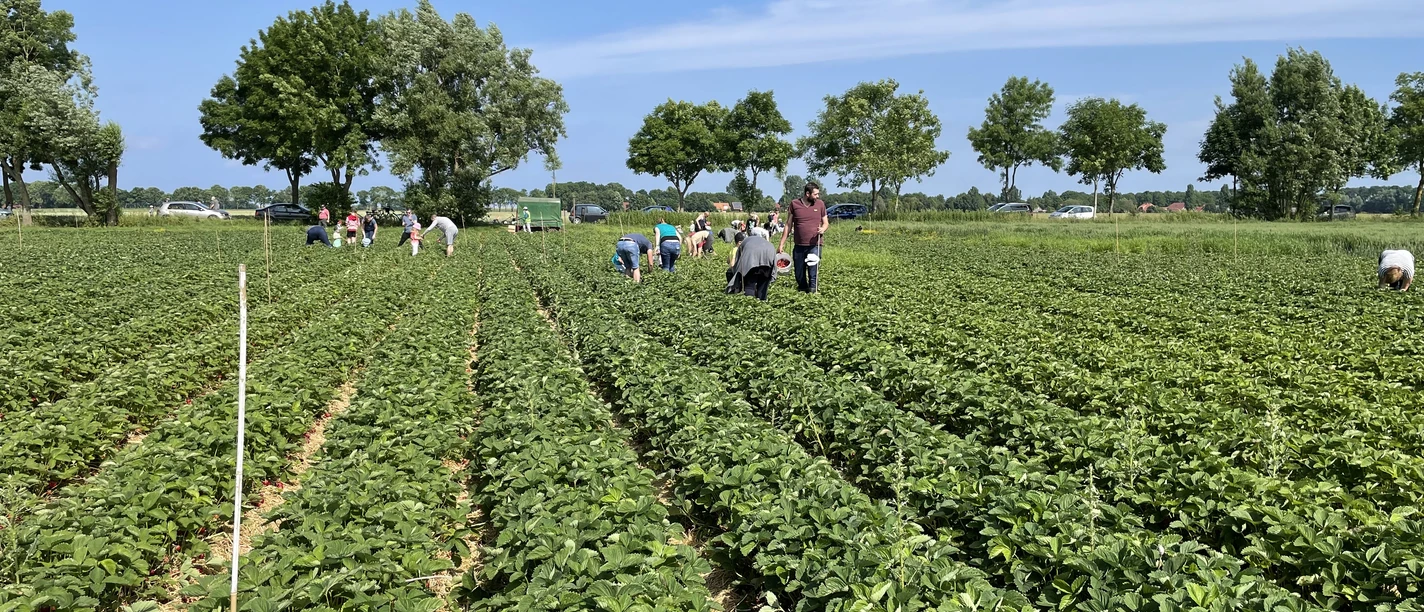 Zenker Gemüsehof Menschen pflücken Erdbeeren auf weitläufigem Feld unter blauem Himmel mit Bäumen im Hintergrund.