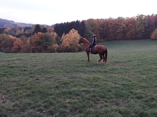Rabenschlader Hof Reiter auf braunem Pferd in weiter, herbstlich gefärbter Landschaft mit Wäldern und Wiesen im Hintergrund.