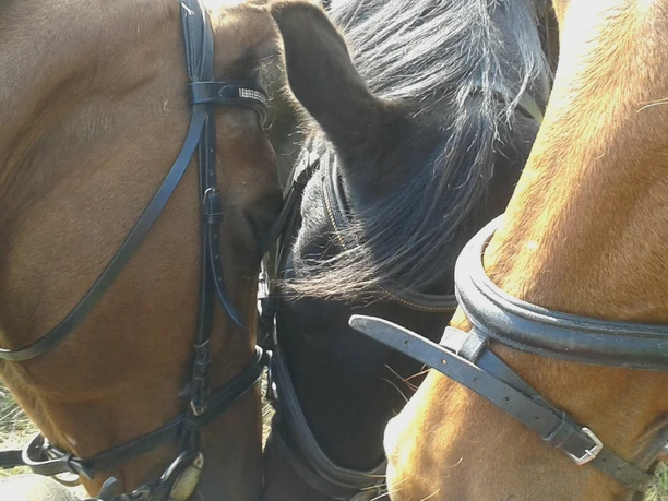 Rabenschlader Hof Drei Pferde in Nahaufnahme mit braunem und schwarzem Fell, die sanft ihre Köpfe aneinanderlegen.