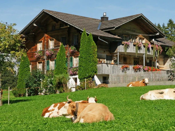 Holzchalet umgeben von Kuhweiden
