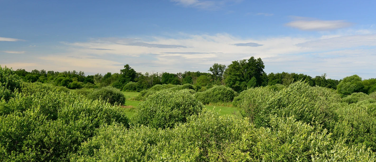 De Drömling in de Südheide Gifhorn bij Kaiserwinkel