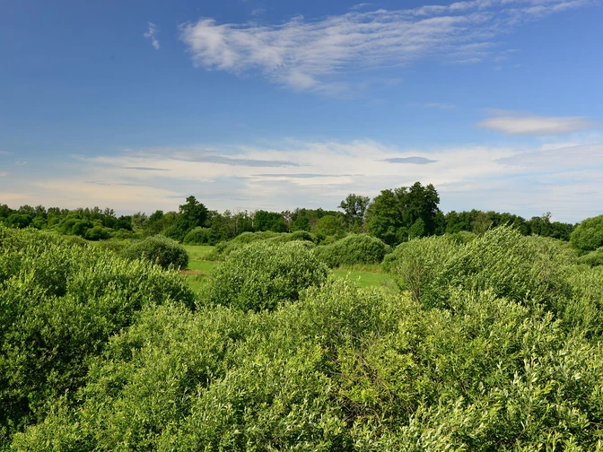 Der Drömling in der Südheide Gifhorn bei Kaiserwinkel