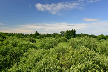 Der Drömling in der Südheide Gifhorn bei Kaiserwinkel8000078.jpg Der Drömling in der Südheide Gifhorn bei Kaiserwinkel