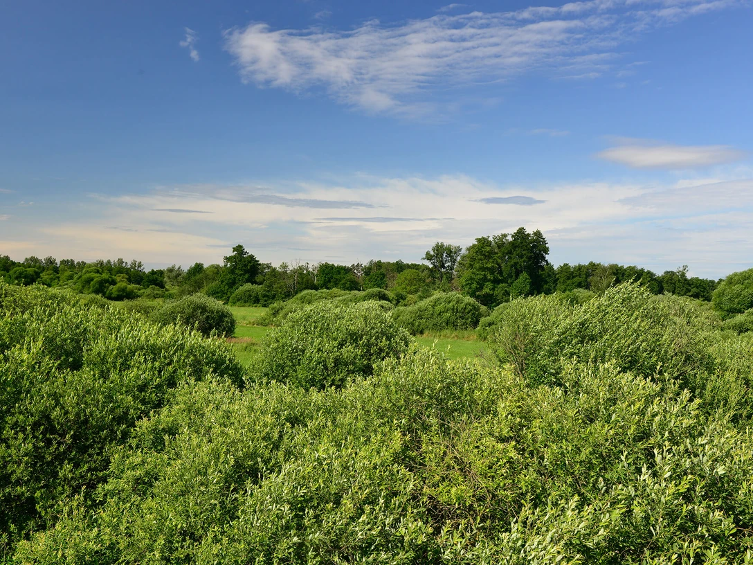 Der Drömling in der Südheide Gifhorn bei Kaiserwinkel8000078.jpg Der Drömling in der Südheide Gifhorn bei Kaiserwinkel