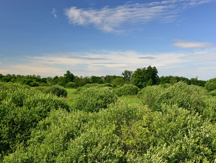 Der Drömling in der Südheide Gifhorn bei Kaiserwinkel8000078.jpg Der Drömling in der Südheide Gifhorn bei KaiserwinkelThe Drömling in the Südheide Gifhorn near KaiserwinkelDrömling i Südheide Gifhorn nær KaiserwinkelDe Drömling in de Südheide Gifhorn bij Kaiserwinkel