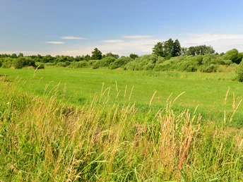 Eine Wiese im Drömling in der Südheide Gifhorn Eine Wiese im Drömling in der Südheide GifhornA meadow in the Drömling in the Südheide GifhornEn eng i Drömling i Südheide GifhornEen weide in de Drömling in de Südheide Gifhorn
