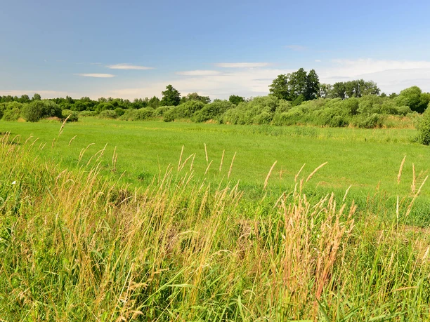 Eine Wiese im Drömling in der Südheide Gifhorn Eine Wiese im Drömling in der Südheide Gifhorn