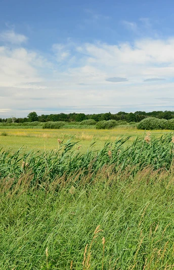 Wiese im Drömling Wiese im DrömlingMeadow in the DrömlingEngen i DrömlingWeide in de Drömling