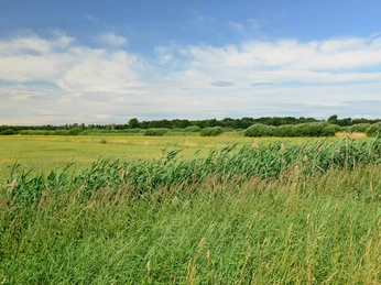 Wiese im Drömling Wiese im DrömlingMeadow in the DrömlingEngen i DrömlingWeide in de Drömling