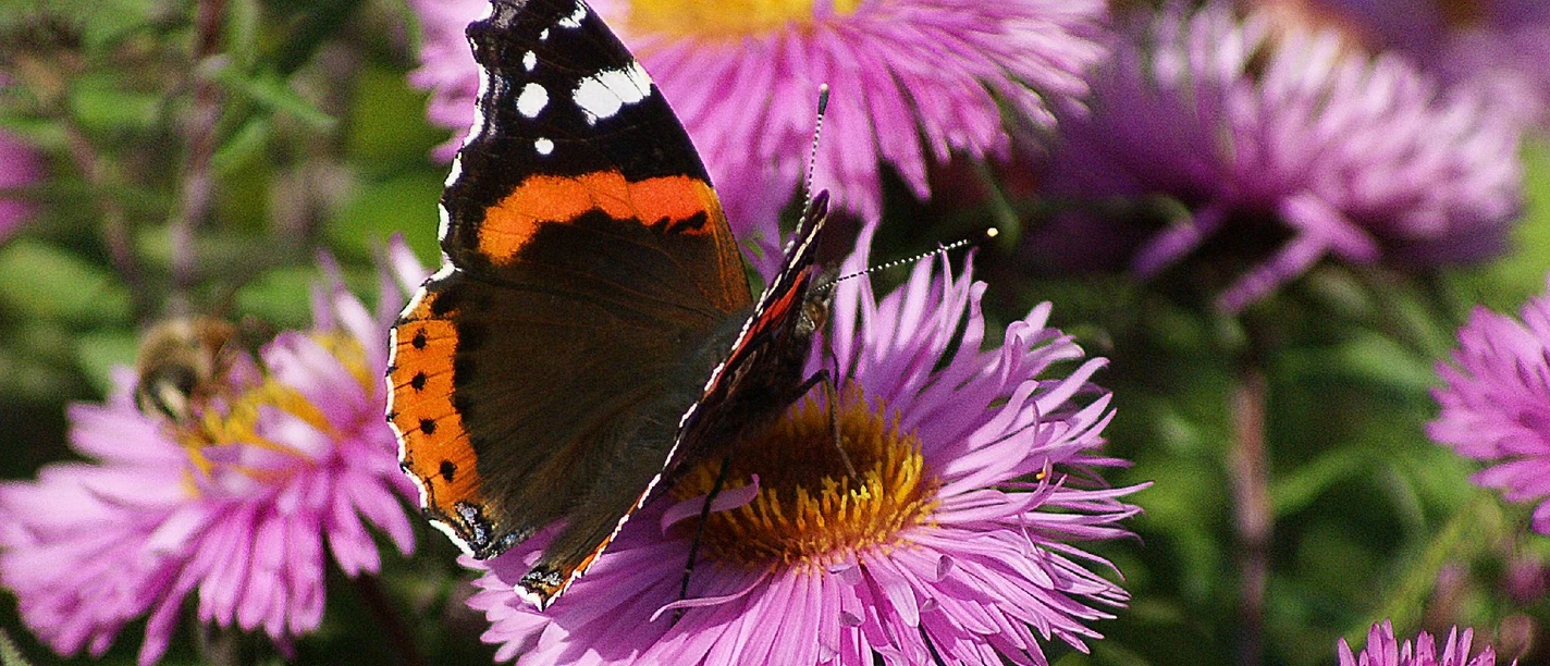 Schmetterling Blume Sommer.jpg