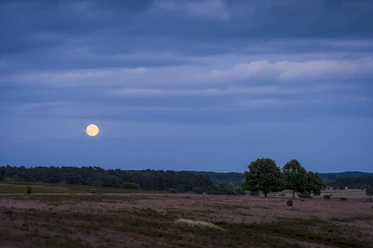 Vollmondwanderung auf dem Heidschnuckenweg - Niederhaverbeck