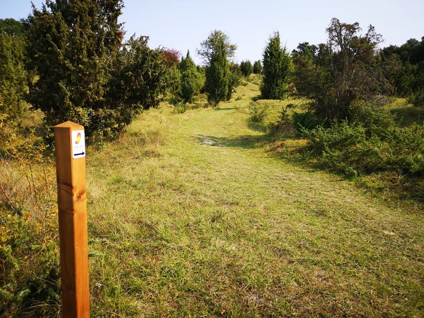 Verschlungener Pfad führt durch weite Wacholderlandschaft mit grünen Bäumen und Holzzaun am Waldrand.