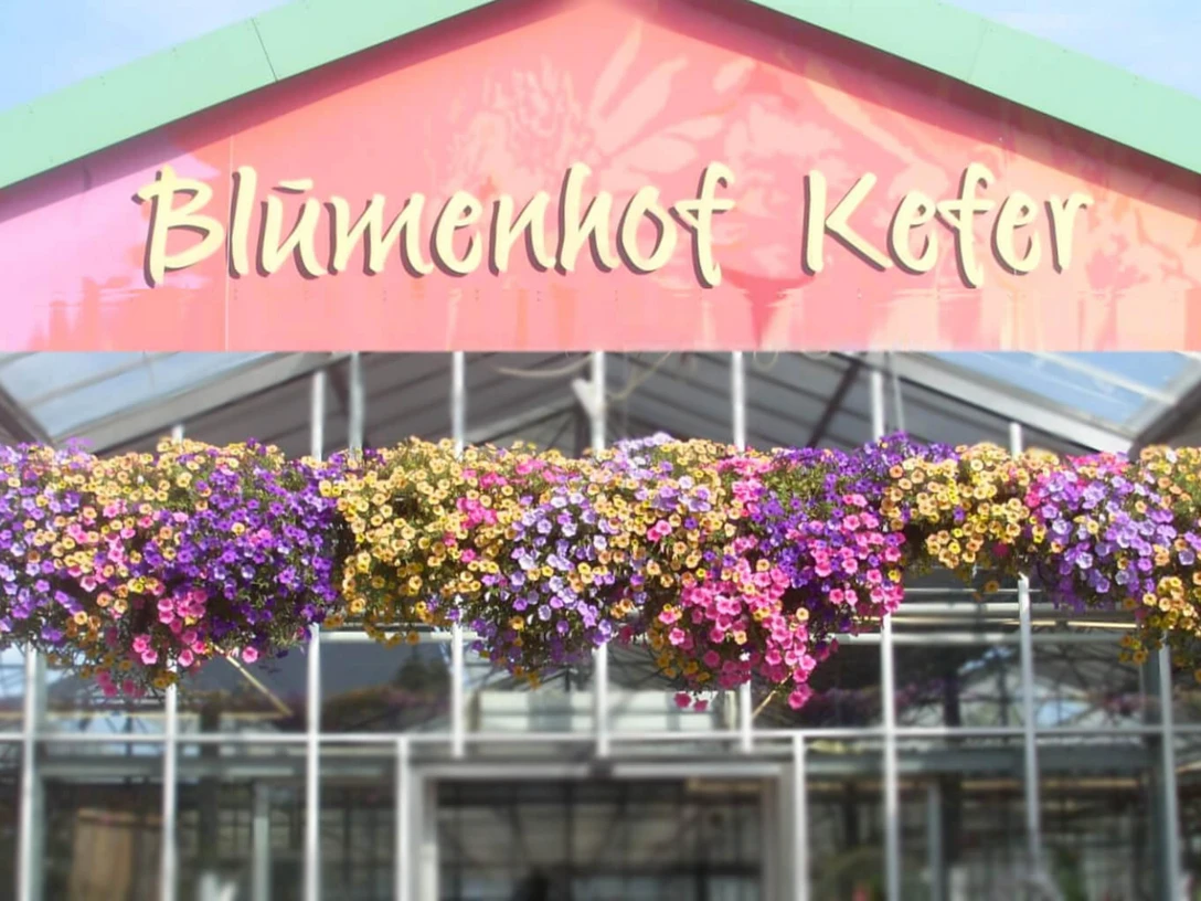 Blumen Kefer