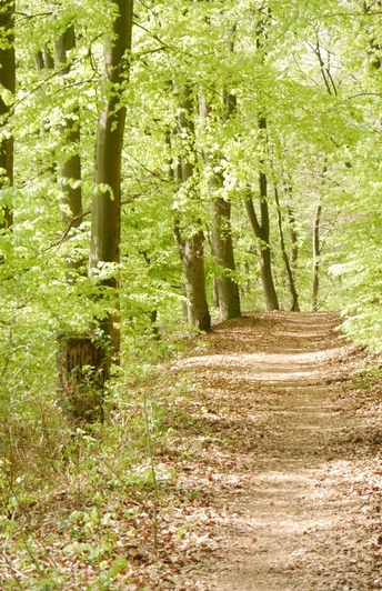 Ein von grünen Bäumen umsäumter, schmaler Wanderweg in einem lichten Frühlingswald.