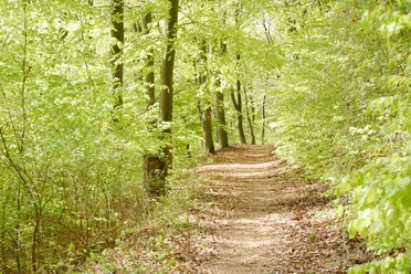 Wanderweg "Dem Wasserdrachen auf der Spur" Ein von grünen Bäumen umsäumter, schmaler Wanderweg in einem lichten Frühlingswald.