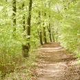 Wanderweg "Dem Wasserdrachen auf der Spur" Ein von grünen Bäumen umsäumter, schmaler Wanderweg in einem lichten Frühlingswald.