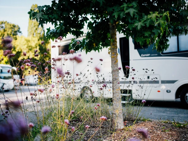 Wohnmobile parken unter grünen Bäumen, im Vordergrund blühende Blumen, die Sommerstimmung erzeugen.