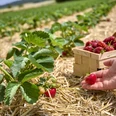 Erdbeerfeld zum Selbstpflücken in Haverlah Erdbeerfeld zum Selbstpflücken in Haverlah