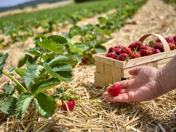 Erdbeerfeld zum Selbstpflücken in Haverlah Erdbeerfeld zum Selbstpflücken in Haverlah
