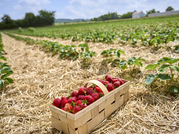 Erdbeerfeld zum Selbstpflücken in Haverlah Erdbeerfeld zum Selbstpflücken in Haverlah