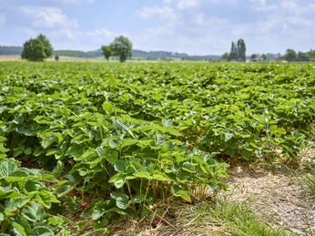 Erdbeerfeld zum Selbstpflücken in Haverlah Erdbeerfeld zum Selbstpflücken in Haverlah