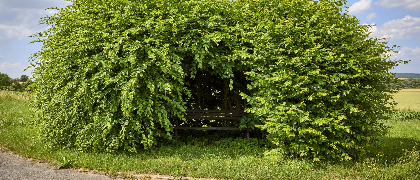 Liebesbank im Buchenhain Liebesbank im Buchenhain