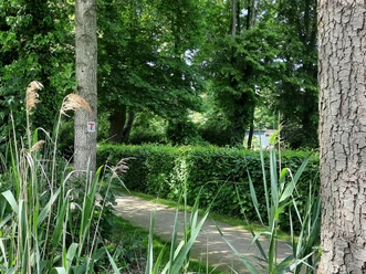 FürstenauerPatt.jpg Grüner Gehweg mit umgebenden hohen Bäumen und Sträuchern im lichten Wald.
