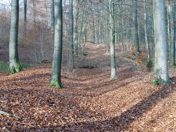 Ein Waldweg bedeckt mit herbstlichen Blättern, flankiert von kahlen Bäumen, eine ruhige Herbstlandschaft.