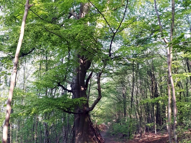 Landwehrweg: urige Buche Ein gewundener Waldweg führt an einer imposanten Buche vorbei, die von dichten, grünen Blättern umgeben ist.