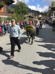 Alpabfahrt.JPG