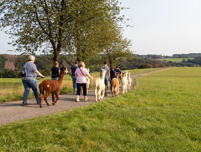 Alpakawanderung Gruppe spaziert mit Alpakas auf ländlichem Weg, umgeben von grünen Wiesen und Bäumen.