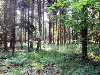 Salzgitter Höhenzug, Wanderweg 24 Waldansicht