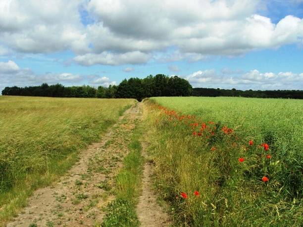 Salzgitter Höhenzug, Feldweg Wanderweg 18