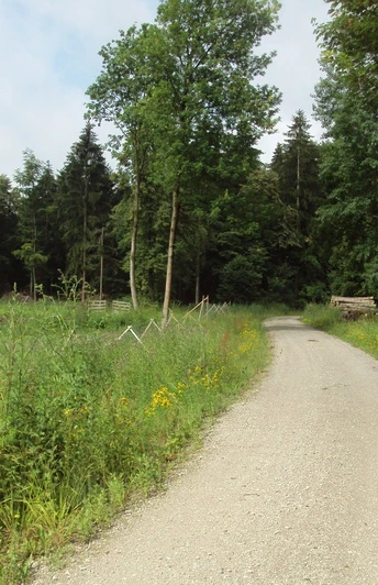 Salzgitter Höhenzug, Wanderweg 21 breiter Weg