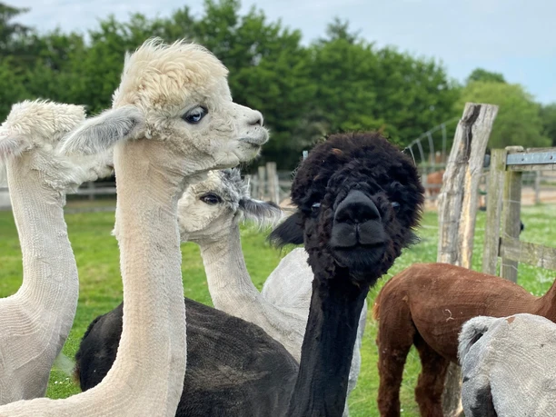 Alpakahof Carpe Diem Nahaufnahme von zwei Alpakas