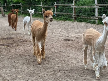 Alpakahof Carpe Diem Alpakas laufen in ihrem Gatter