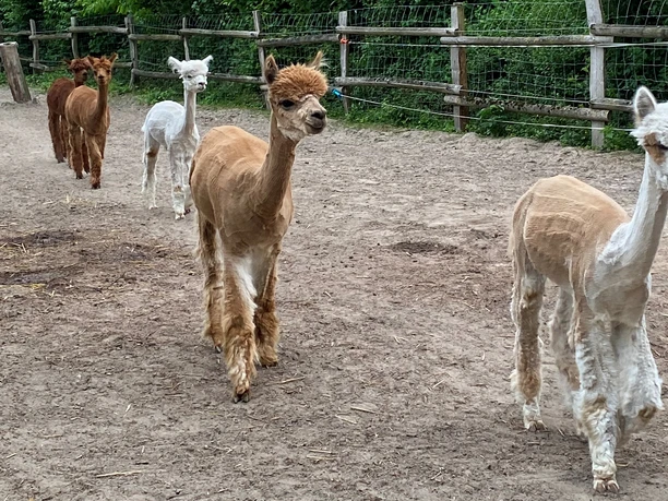 Alpakahof Carpe Diem Alpakas laufen in ihrem Gatter