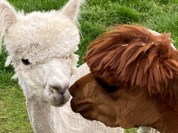 Alpakahof Carpe Diem Zwei Alpakas berühren sich mit der Schnauze