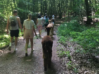 Alpakahof Carpe Diem Spaziergang durch den Wald mit Alpakas