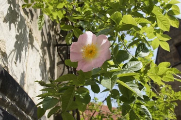 Rose on a 1000-year-old rosebush