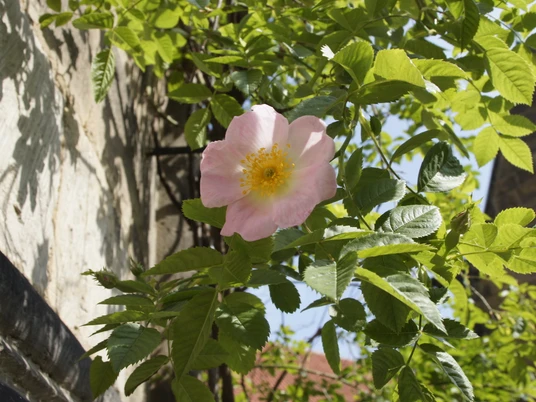 Rose am 1000-jährigen RosenstockRose on a 1000-year-old rosebushRose på en 1000 år gammel rosenbuskRoos op een 1000 jaar oude rozenstruik