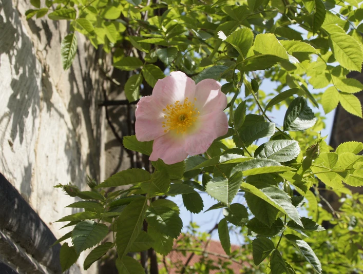 1000-jähriger Rosenstock Rose am 1000-jährigen RosenstockRose on a 1000-year-old rosebushRose på en 1000 år gammel rosenbuskRoos op een 1000 jaar oude rozenstruik
