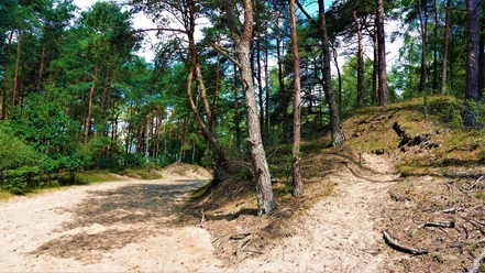 Dünenlandschaft