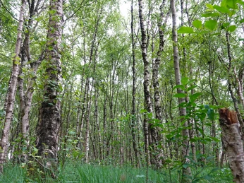Naturschutzgebiet Schaapmoor