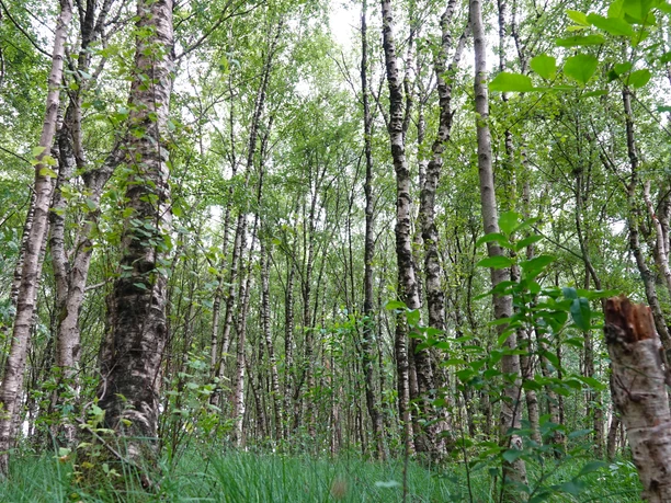 Naturschutzgebiet Schaapmoor Dichter Birkenwald mit hellen Stämmen, jungen Trieben und grüner Bodenvegetation im Schaapmoor.