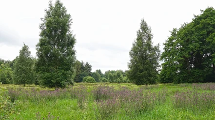 Naturschutzgebiet Schaapmoor Grüne Moorlandschaft mit Wiesen, einzelnen Birken und violett blühenden Wildpflanzen unter wolkigem Himmel.