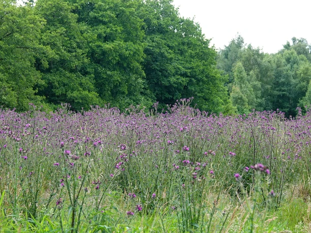 Naturschutzgebiet Schaapmoor Blühende Wiesenflockenblumen vor dichtem grünen Laubwald im Naturschutzgebiet Schaapmoor.