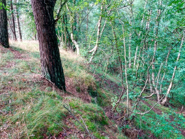 Seitenkanal Gleesen Papenburg Waldhang mit Mischwald aus Kiefern und Birken, bedeckt von Moos, Farnen und trockenem Gras.