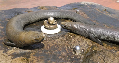 Aalisa-Aali-min.jpg Bronzefiguren von zwei Aalen umrahmen eine kleine Ente auf einem nassen Steinbrunnen in Bad Zwischenahn.