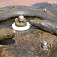 Aalisa-Aali-min.jpg Bronzefiguren von zwei Aalen umrahmen eine kleine Ente auf einem nassen Steinbrunnen in Bad Zwischenahn.